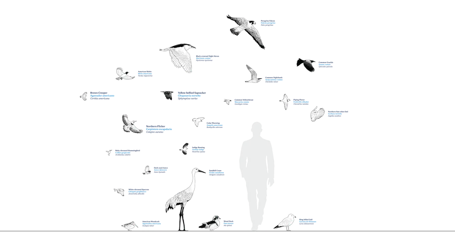 CAC Flyway City 260615 BIRDS 1 AH