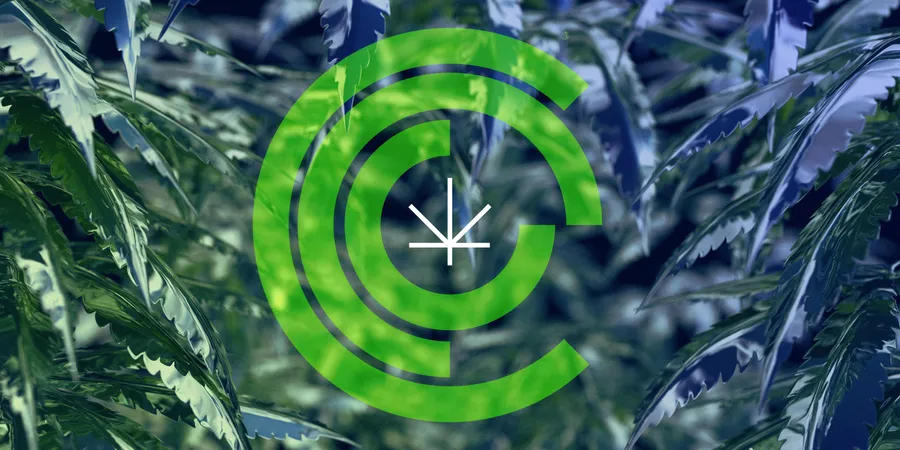 CCC Cannabis logo Chicago Graphic Design Span 2