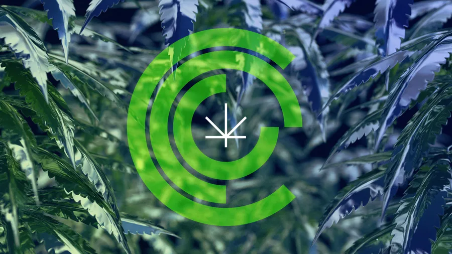 CCC Cannabis logo Chicago Graphic Design Span 2