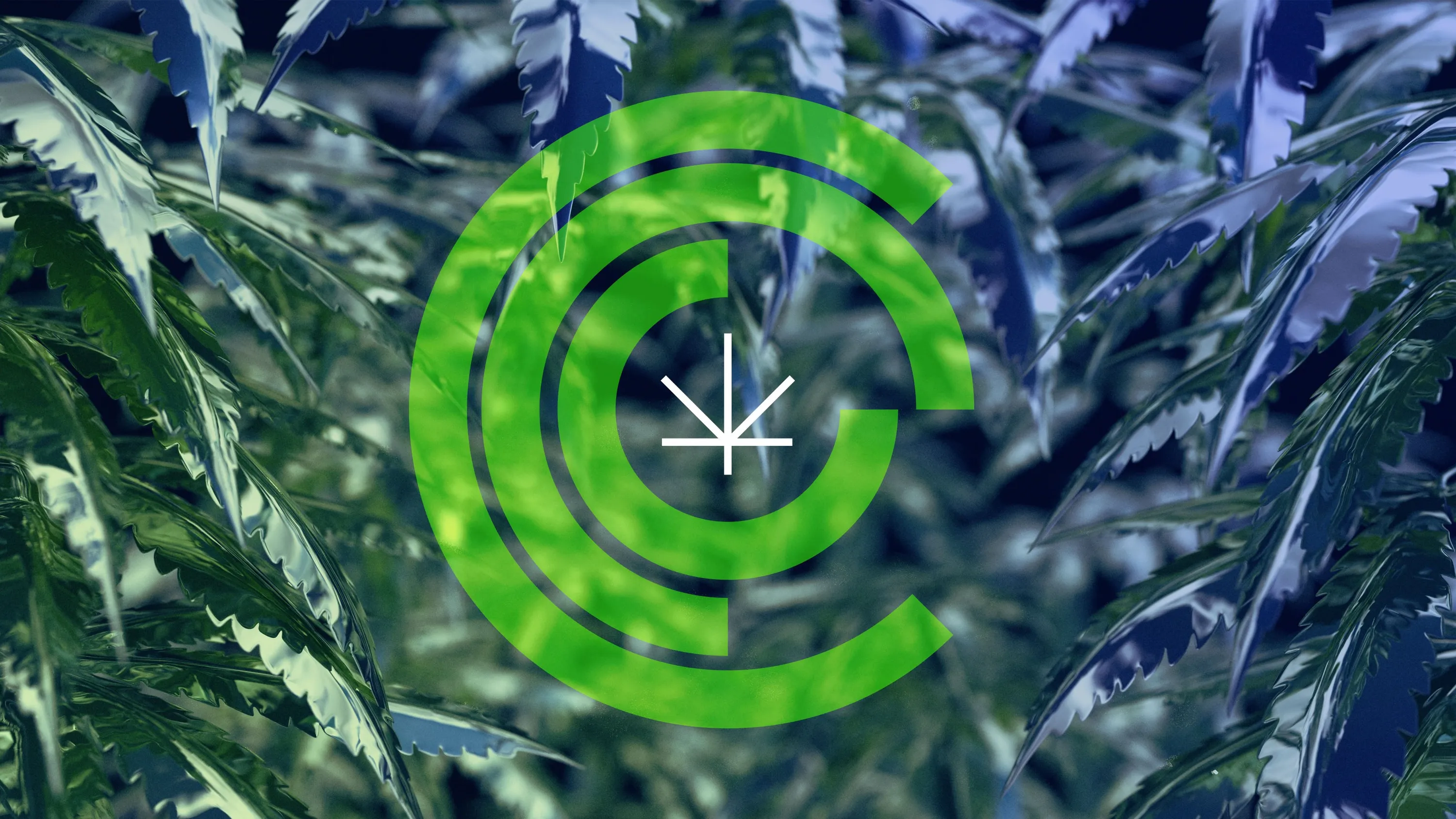 CCC Cannabis logo Chicago Graphic Design Span 2