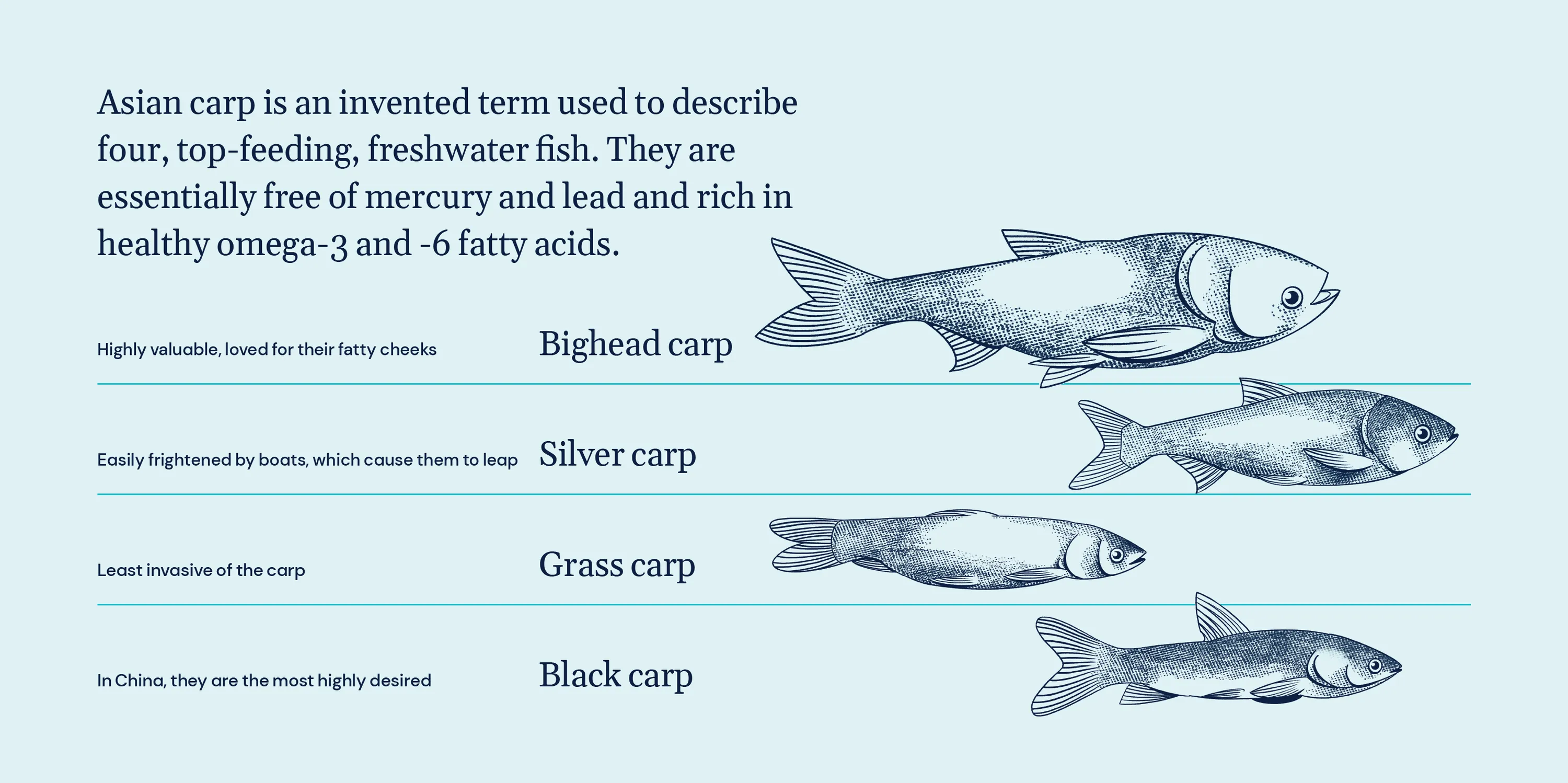 Copi Asiancarp Span Fish 4c