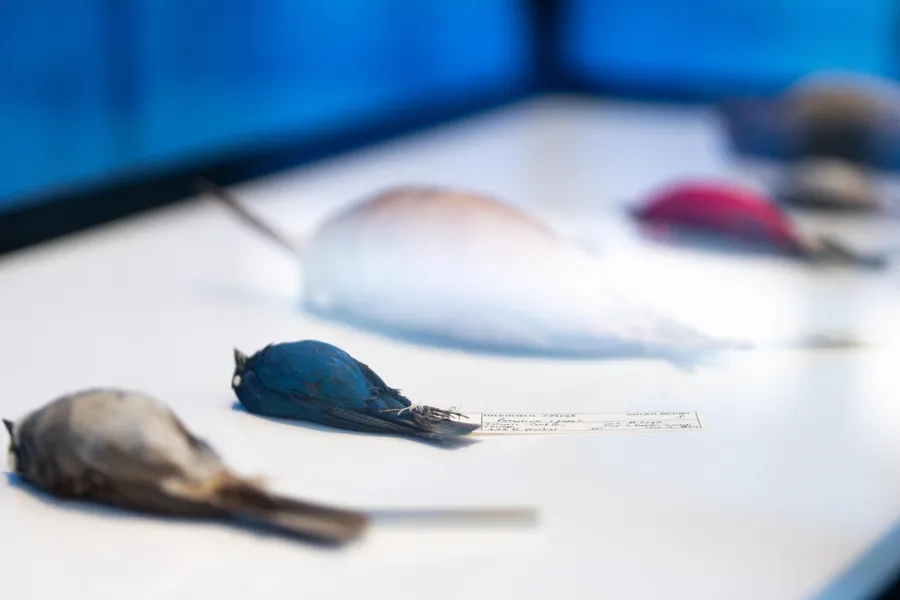 Span CAC Flyway City Bird Specimens